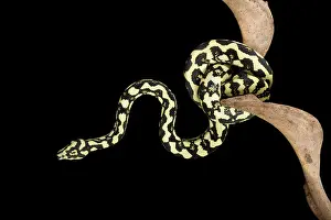 Spilota: Jungle Carpet Python - Cheynei sub-species