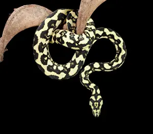 Spilota: Jungle Carpet Python - Cheynei sub-species