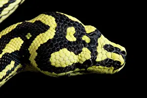 Spilota: Jungle Carpet Python - head