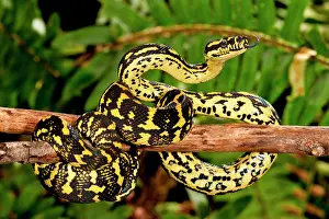 Python: Jungle Carpet Python, Morelia spilotes variegata