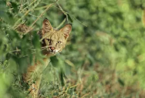 Chaus: Jungle cat