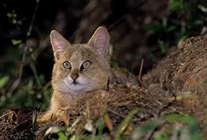Chaus: Jungle cat