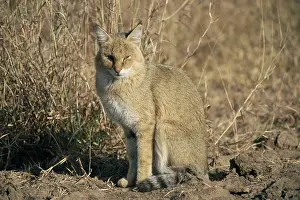 Ranthambhore: Jungle Cat