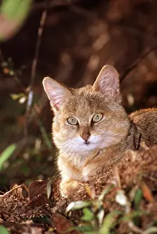 Jagdeep Rajput: JUNGLE CAT - Juvenile, close-up of head