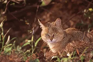 Jagdeep Rajput: JUNGLE CAT - juvenile resting