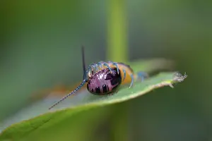 Hexapoda: Jungle Centipede with prey