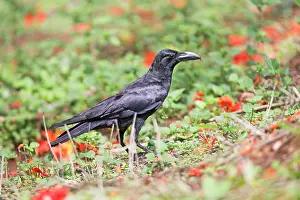 Macrorhynchos: Jungle Crow
