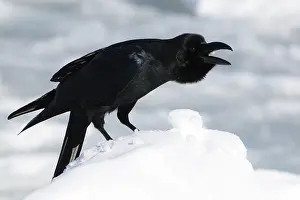 Rausu: Jungle Crow