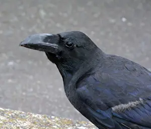 Crows: Jungle Crow, Japan