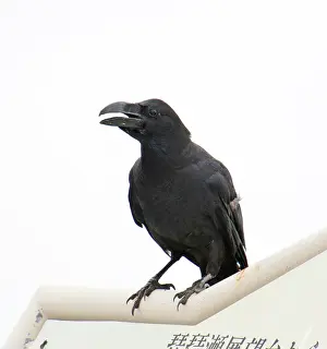 Crows: Jungle Crow, Japan