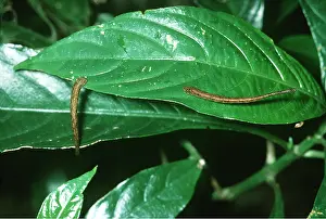 Worms: JUNGLE LEECHES