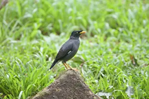 Acridotheres: Jungle Myna
