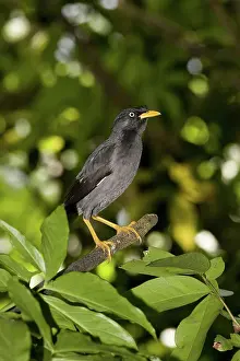 Jurong: Jungle Myna