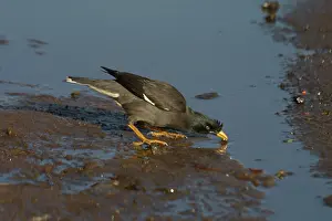 Acridotheres: Jungle Myna - Drinking