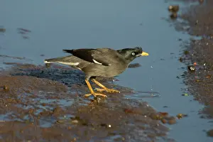 Acridotheres: Jungle Myna - Drinking