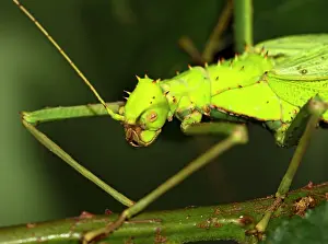 Malayan: Jungle Nymph - close up