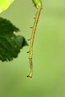 Malayan: Jungle Nymph - close up showing spikes on leg used