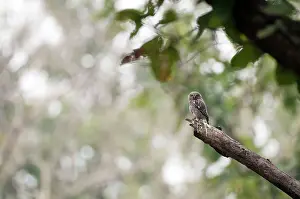 Glaucidium: Jungle owlet - on branch