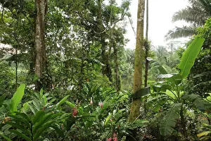 Jungles: Jungle on the Rio Indio, San Juan de Nicaragua or