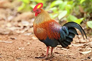Junglefowl: Junglefowl - male standing on jungle path