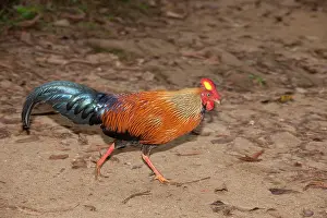 Junglefowl: Junglefowl - male walking on jungle path