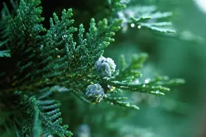 Juniper: Juniper