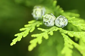 Juniper: Juniper