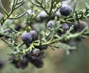 Juniper: Juniper