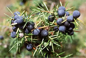 Berries: JUNIPER - berries