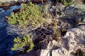 Bonsai: Juniper - natural bonsai