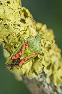 Juniper: Juniper Shieldbug - Norfolk UK