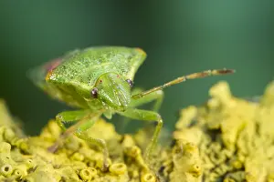 Juniper: Juniper Shieldbug - Norfolk UK