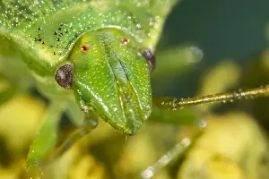 Juniper: Juniper Shieldbug - Norfolk UK