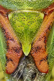 Juniper: Juniper Shieldbug - Norfolk UK