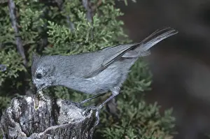 Treehole: Juniper Titmouse
