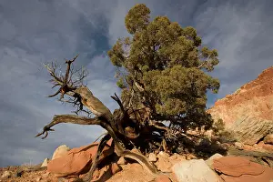 Juniper: Juniper tree