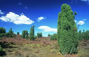 Juniper: Junipers - in heather