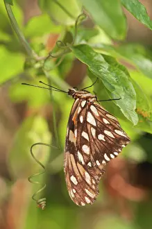 Juno: Juno Silverspot