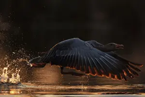 Pictures: Just away from here... Greylag goose (Anser anser) flies off with loud chattering