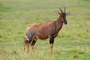 Topi: just after birth