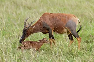 Topi: just after birth