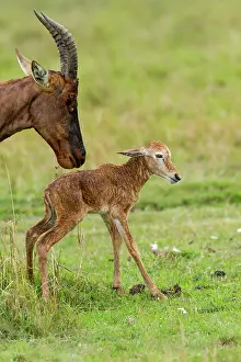 Topi: just after birth