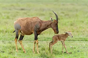Topi: just after birth
