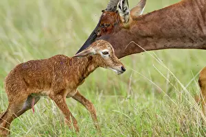 Topi: just after birth