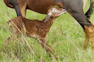 Topi: just after birth