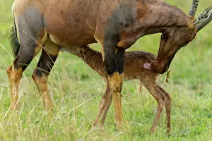 Topi: just after birth