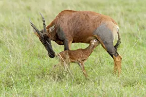 Topi: just after birth