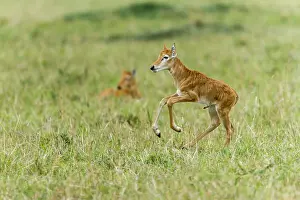 Topi: just after birth