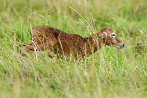Topi: just after birth