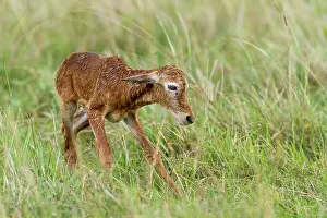 Topi: just after birth